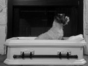 Top 5 Best Dog Caskets for Burial Top 5 Best Dog Caskets for Burial 2020