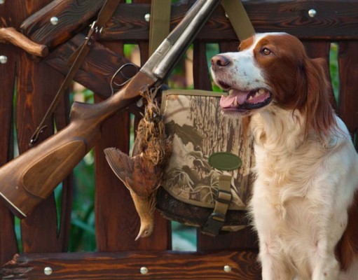 30 Hunting Dog Supplies That’ll Make You A Better Hunter Top Hunting Dog Supplies That'll Make You A Better Hunter