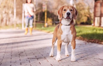 8 Types of Dog Leashes and How to Choose the Right One Types of Dog Leashes and How to Choose the Right One