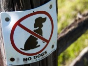 Unusual Dog Ban Launched in China District Unusual Dog Ban Launched in China District