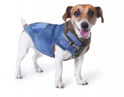 Why Dog Parents Need to Invest in Dog Vests Why Dog Parents Need to Invest in Dog Vests
