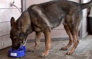 If You Buy One of These You’ll Never Have to Fill Your Dog’s Water Bowl Again