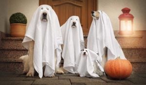 Fun Halloween Activity for Dogs: Doggy Playdates in Costume