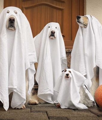 110 Best Dog Halloween Costumes Fun Halloween Activity for Dogs: Doggy Playdates in Costume