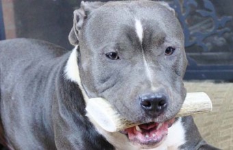 Top 10 Best Dog Chews for Dogs That Are Tough Chewers Best Dog Chews