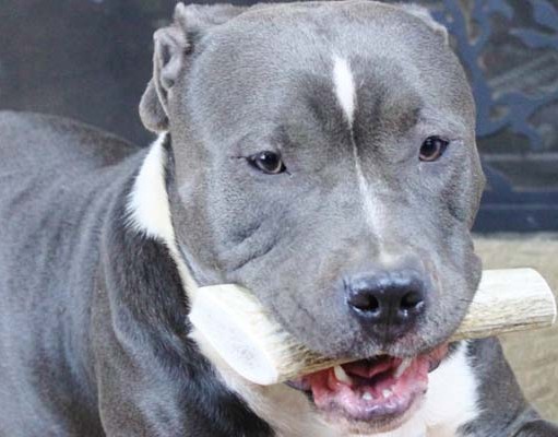 Top 10 Best Dog Chews for Dogs That Are Tough Chewers Best Dog Chews