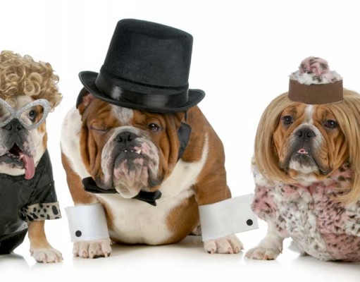 Top 10 Best Dog Costumes for Dressing Up Best Dog Costumes