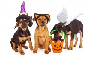 Best Dog Halloween Costumes