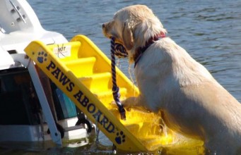Top 5 Best Dog Ramps for Water Best Dog Ramps for Water