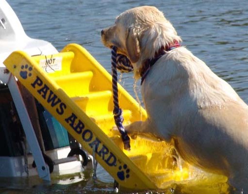 Top 5 Best Dog Ramps for Water Best Dog Ramps for Water
