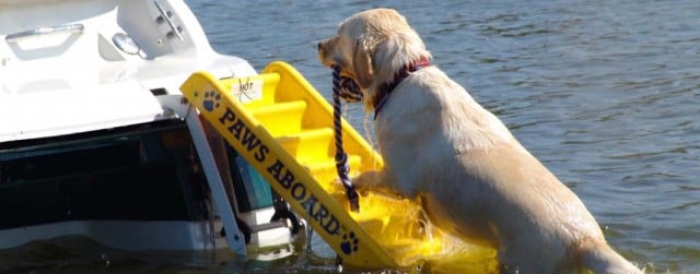 Dog water outlet ladder