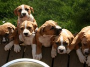 Can the Government Force You To Spay or Neuter Your Dog? Can the Government Force You To Spay or Neuter Your Dog