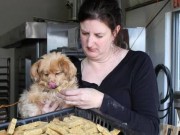 Canadian Dog Food Company Focuses on Local Ingredients Canadian Dog Food Company Focuses on Local Ingredients
