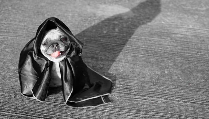 Halloween dog activities: DIY Dog Halloween Costumes