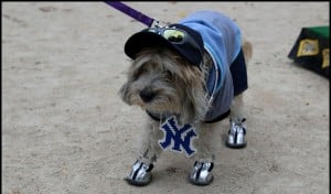 Exercise on Halloween morning (Halloween Safety Tip for Dogs)