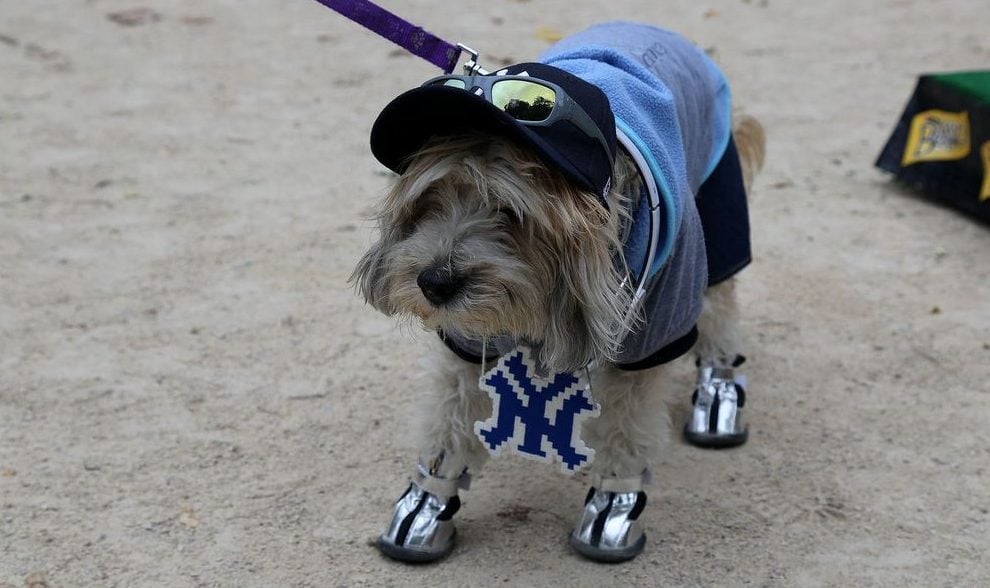 DIY Dog Halloween Costumes: Dog the Rapper