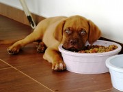 Danish Pet Food Brand Hoping to Expand Internationally Danish Pet Food Brand Hoping to Expand Internationally