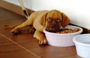 Danish Pet Food Brand Hoping to Expand Internationally Danish Pet Food Brand Hoping to Expand Internationally