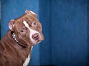 Discrimination Against Pit Bulls or Poor Police Training? Discrimination Against Pit Bulls or Poor Police Training