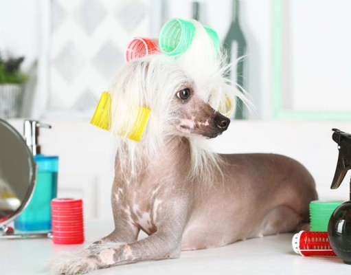 Do Pet Parents Need a Dog Grooming Table at Home Do Pet Parents Need a Dog Grooming Table at Home