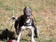 Does Your Fido Have a Bucket List? This Dog Does! Does Your Fido Have a Bucket List This Dog Does