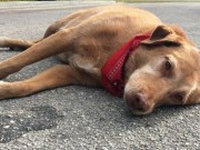 How Loyal is Your Dog? This One Lay on the Road for Hours Waiting for His Dead Owner How Loyal is Your Dog?