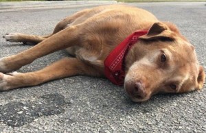 How Loyal is Your Dog? This One Lay on the Road for Hours Waiting for His Dead Owner How Loyal is Your Dog?