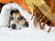 Dogs and Fireworks – Can We Have Both? Dogs and Fireworks - Can We Have Both