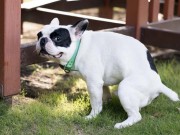 How Can We Improve Dog Fouling Problems? How Can We Improve Dog Fouling Problems in US and UK