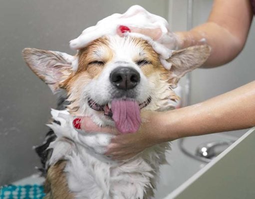 How to Bathe a Dog at Home for the First Time How to Bathe a Dog at Home for the First Time