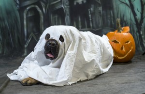 How to Select a Safe Halloween Costume for Your Dog How to Select a Safe Halloween Costume for Your Dog featured image