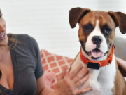 Is This Wearable the iPod of Pet Insurance? Is This Wearable the iPod of Pet Insurance