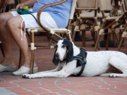 It’s Now Legal to Dine Out With Your Dog In New York It's Now Legal to Dine Out With Your Dog In New York