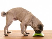 K-9 Kraving Dog Food is Being Recalled K-9 Kraving Dog Food is Being Recalled