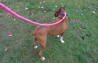 Review: LASSO Dog Leash LASSO Leash