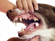These Products Help You Spray Your Dog’s Teeth Clean dog teeth