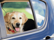 On-Demand App Lets You Book a Doggy Chauffeur On-Demand App Lets You Book a Doggy Chauffeur