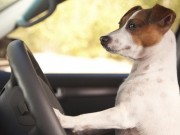 Pooch on Hooch Gets Busted For DUI Pooch on Hooch Gets Busted For DUI