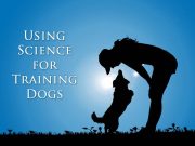10 Psychological Dog Training Tricks Science-based Dog Training Tricks Using Psychology featured image