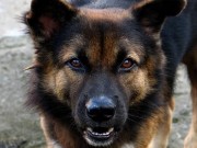 Some Cities Want to Pass ‘Pre-Bite’ Ordinances Some Cities Want to Pass 'Pre-Bite' Ordinances