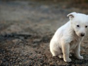 Stray Dogs: Is the UK Still a Nation of Dog Lovers? Stray Dogs - Is the UK Still a Nation of Dog Lovers