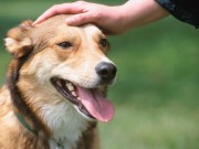 There’s a $15,000 Hidden Cost to Dog Ownership in London There's a $15,000 Hidden Cost to Dog Ownership in London