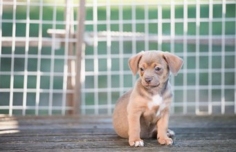 How to Clean and Maintain Outdoor Dog Kennels Ways to Clean and Maintain Outdoor Dog Kennels