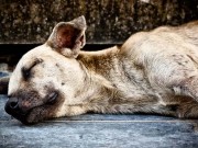 What Drives People to Poison Dogs? What Drives People to Poison Dogs