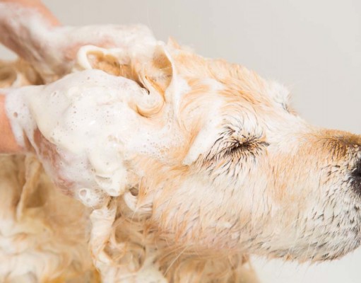 Why Using Human Shampoo On Dogs is Dangerous Why Using Human Shampoo On Dogs is Dangerous