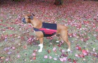 Review: Wiggleless Back Brace for Dogs Review: Wiggleless Back Brace for Dogs
