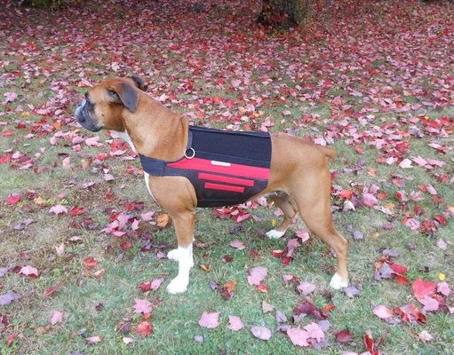 Review: Wiggleless Back Brace for Dogs Review: Wiggleless Back Brace for Dogs