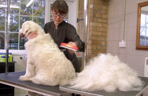 Want to Reduce Your Dog’s Shedding By Up to 90 Percent?