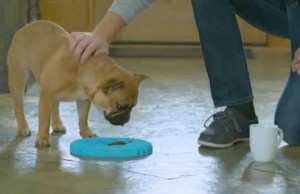 A Slow Feeder May Be Just the Tool to Help Your Dog Shed a Few Pounds