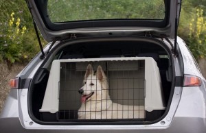 Are Dog Travel Crates As Safe As You Think They Are? Are Dog Travel Crates As Safe As You Think They Are